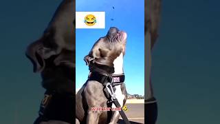 Big dog 😧 funny reels dog tamil doglover puppy funny comedy manojdey shorts trandingshort [upl. by Keri]