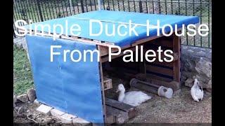 Duck House from Pallets and general Duck husbandry [upl. by Hansen630]