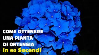 Come ottenere una nuova pianta ad Ortensia in 60 secondi [upl. by Oner]