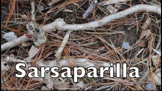 How to Harvest Medicinal Sarsaparilla [upl. by Jaddan]