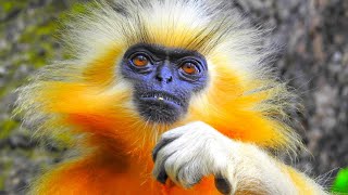 GOLDEN LANGUR  most rarest monkey on the planet Kakoijana Reserve Forest Assam [upl. by Airot]