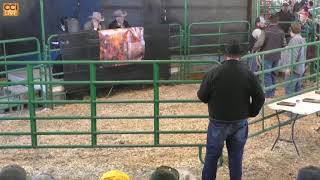 Sixs Shorthorns Legends of the Fall Sale Waynesburg PAOct27121303mp4 [upl. by Hakaber]