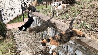 Parkour Cats in Slow Motion [upl. by Honeywell]