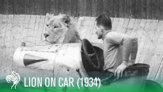 Lion On Car Rides quotThe Wall of Deathquot 1934  Sporting History [upl. by Aggy242]