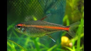 Glowlight tetras behaviour in a planted tank [upl. by Publias]