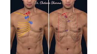 Surface marking of right lung [upl. by Kenlee]