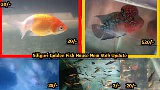 Siliguri Golden Fish House Shop New Stok Update  Cheapest Price Siliguri Aquarium Fish Shop [upl. by Tedie]