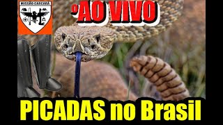 A perneira suporta picada de cobra E as luvas e botas do Brasil Tudo sobre picada de serpente [upl. by Nette426]