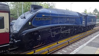 60007 quotSir Nigel Gresleyquot at East Grinstead 08102024 [upl. by Ellenaj254]