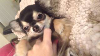 Bebe The Chihuahua Tickle Time [upl. by Coughlin210]