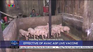 EFFECTIVE OF AVAC ASF LIVE VACCINE IN CAO BANG PROVINCE VIET NAM [upl. by Rodmun]