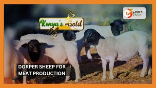 Kenyas Gold  Dorper sheep for meat production [upl. by Skye]