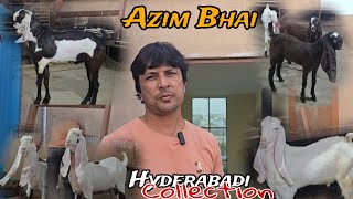 The Biggest Hyderabadi Breeding Setup In Solapur  Khansa Goat Farm  Azim Bhai Solapur [upl. by Ardnoed214]