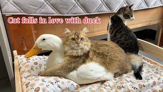 The duck insisted on sleeping with the cat and the cat hugged the duck tightly So funny and cute [upl. by Trevah417]