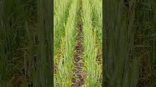 Is biological nitrogen fixation worth it Check out the latest WheatSchool farming [upl. by Lenee704]