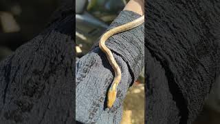 Baby snake trending viralvideo shorts viralshorts [upl. by Aryajay505]