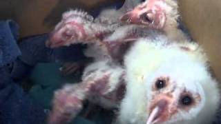 Baby Barn Owls [upl. by Yeoj]