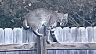 Backyard Bobcat Pflugerville TX [upl. by Claudy377]