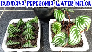 CARA MEMPERBANYAK TANAMAN HIAS PEPEROMIA WATER MELON DENGAN 2 CARA  BUDIDAYA PEPEROMIA WATER MELON [upl. by Inaffit]