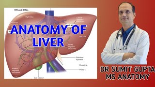 LIVER  ANATOMY [upl. by Krystalle328]