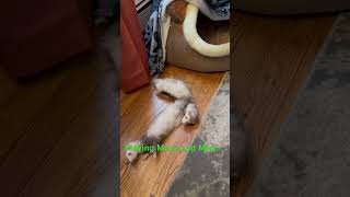 exotic ferrets hurones amor beautifuls playing cute [upl. by Fulks]