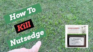 Nutsedge Killer  SedgeHammer  Herbicide Weed Control [upl. by Mcneely]