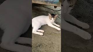 Cat video in the world cutecats billimeow cute [upl. by Arnuad]