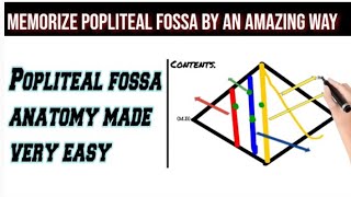 popliteal fossaAnatomycontentsmnemonic [upl. by Garda637]