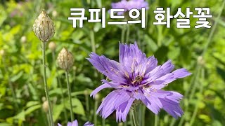 화살꽃 Cupids dart Major Catananche caerulea 노지월동 다년생 여름꽃 밴쿠버 폭염 Gardening Vancouver [upl. by Ydollem]