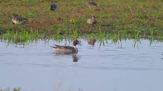 Northern Pintail Anas acuta male amp female  Kijkhut Nummer Een Netherlands 26102024 [upl. by Hance234]