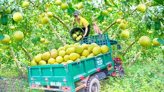 Use 3wheeled Vehicle Harvesting Many Grapefruit Goes To The Market Sell  Farm Life [upl. by Quince]