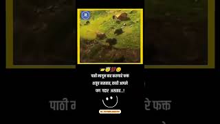 Marathi Attitude Quotes to Empower Yourself  Shorts ytshorts shortsfeed [upl. by Hillyer268]