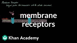 Membrane Receptors  Nervous system physiology  NCLEXRN  Khan Academy [upl. by Parik481]