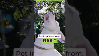 OUTsurance Pet  White Dogs [upl. by Adiel75]