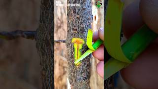 Best grafting techniques of fruit trees plum [upl. by Karlin212]