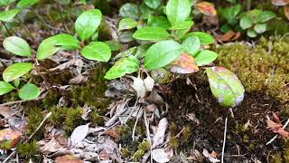 Gaultheria procumbens Wintergreen [upl. by Ahsetan377]