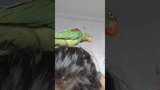 Alexander parrot soundtalking to Alexa ।so cute voice😘😍when Alexander start talking। [upl. by Ysor]