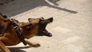 Dog Aggression Training Teaching an Aggressive Dog to Socialize [upl. by Revart]