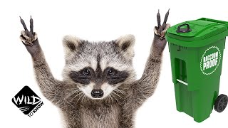 The Trash Panda Challenge How Raccoons Outsmarted Toronto City  Wild to Know [upl. by Nyla]