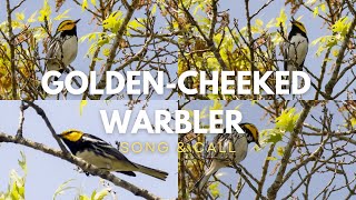 Golden cheeked Warbler  Song amp Call [upl. by Delano315]