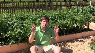 2 Simple amp Organic Methods to Prevent Kill amp Combat Blight on Tomatoes [upl. by Naman391]