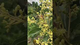 Bumblebee in Florida avocado tree nature honeybee bee [upl. by Sabina]