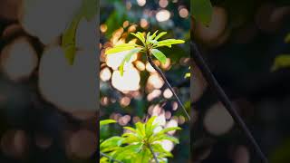 Sony ZVE10 Cinematic Video  Sigma 30mm 14  Video Test  nature asmr sonyzve10 sunlight [upl. by Latrice856]