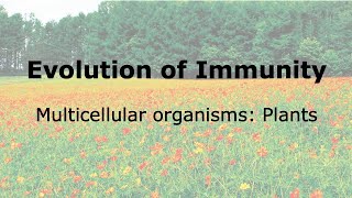 Evolution of Immunity Plants [upl. by Einnok425]