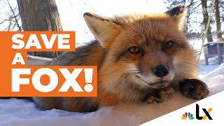 This Lonely Teenager Became Best Friends with a Fox  Save A Fox  an NBClx MiniDoc [upl. by Einnaj]