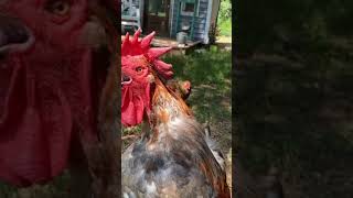 Rooster Crowing  Funny Rooster Crowing Sound Effect Short [upl. by Marra]