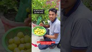 गमले में हजारों नींबू पाने का सबसे सरल तरीका nimbu ka podha kaise lagaye lemon plant care shorts [upl. by Aneehta]