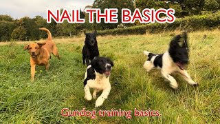 Gundog Training Nail the Basics [upl. by Eenaffit]