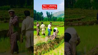 Rice 🌾 planting north Pakistan 🇵🇰🏔❤️ northpakistan dirupper mountains [upl. by Adoc850]