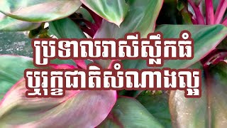 ប្រទាលរាសីស្លឹកធំ ឬរុក្ខជាតិសំណាងល្អ  Cordyline Fruticosa [upl. by Rengia701]